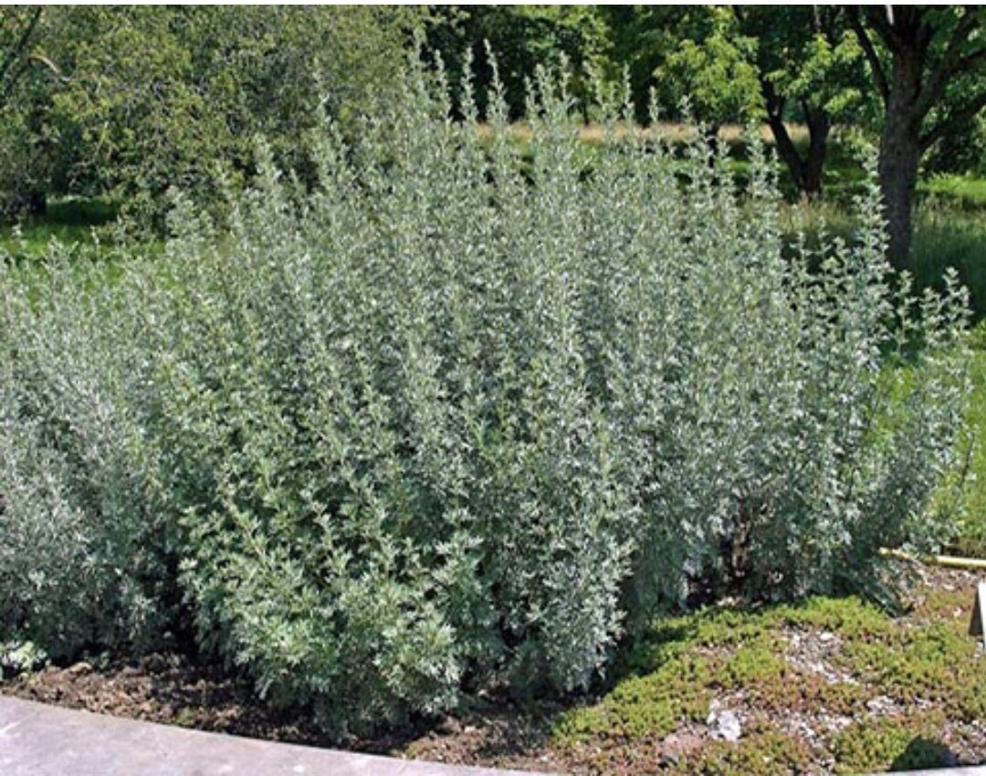 Полынь эландская. Ковалев и полынь. Полынь сложноцветные. Ковалев и полынь. Цвет полынь краска северная.