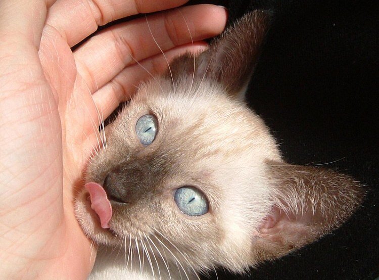 Зачем и почему кошка вылизывает человеку голову, руки: что это значит |  Тайная жизнь домашних питомцев | Дзен