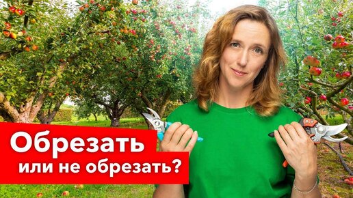 Все, что вы хотели знать об обрезке плодовых деревьев! 10 популярных вопросов от зрителей