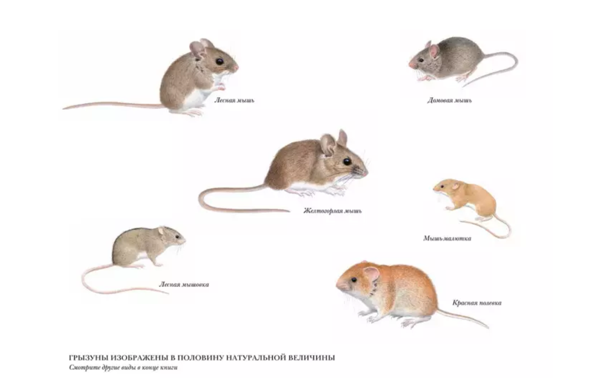 Виды грызунов список. Мышь полевка и домовая отличия. Мышь домашняя и полевка отличие. Различия Полевая мышь полевка. Домовая мышь и Полевая отличия.