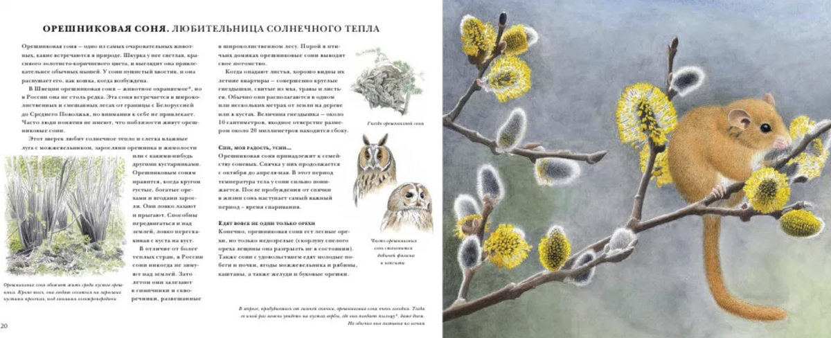 Книжка про крысиное королевство. Книжка про мышиную семью. Мышиная книга белая ворона. Книга про мышей рыцарей. Мышиный книга.