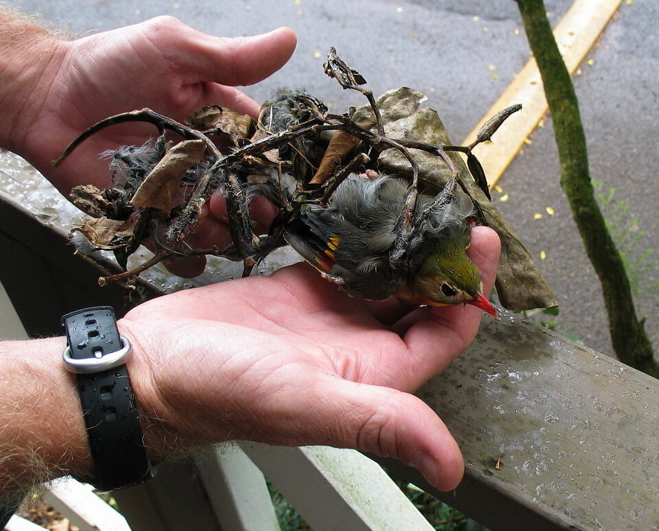 Pisonia альба. Пизония дерево птицелов. Пизония дерево птицелов. Пизония дерево убивающее птиц. Пизония плод.