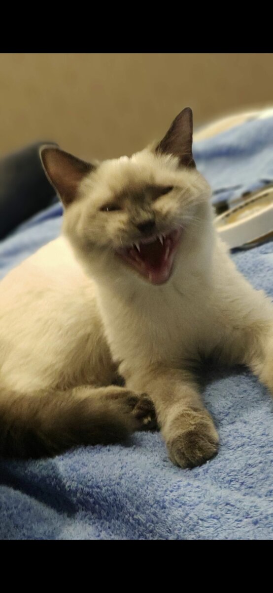 ХвостАтый демон