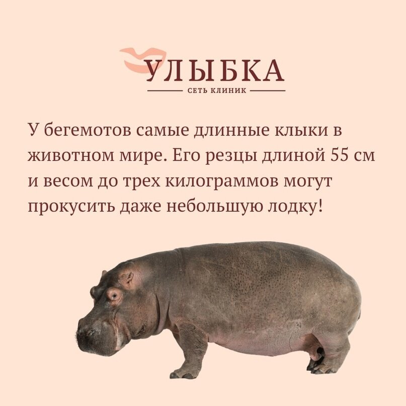 Бегемот