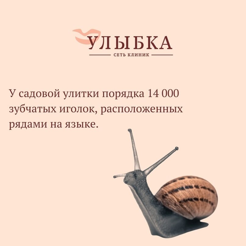 Улитка