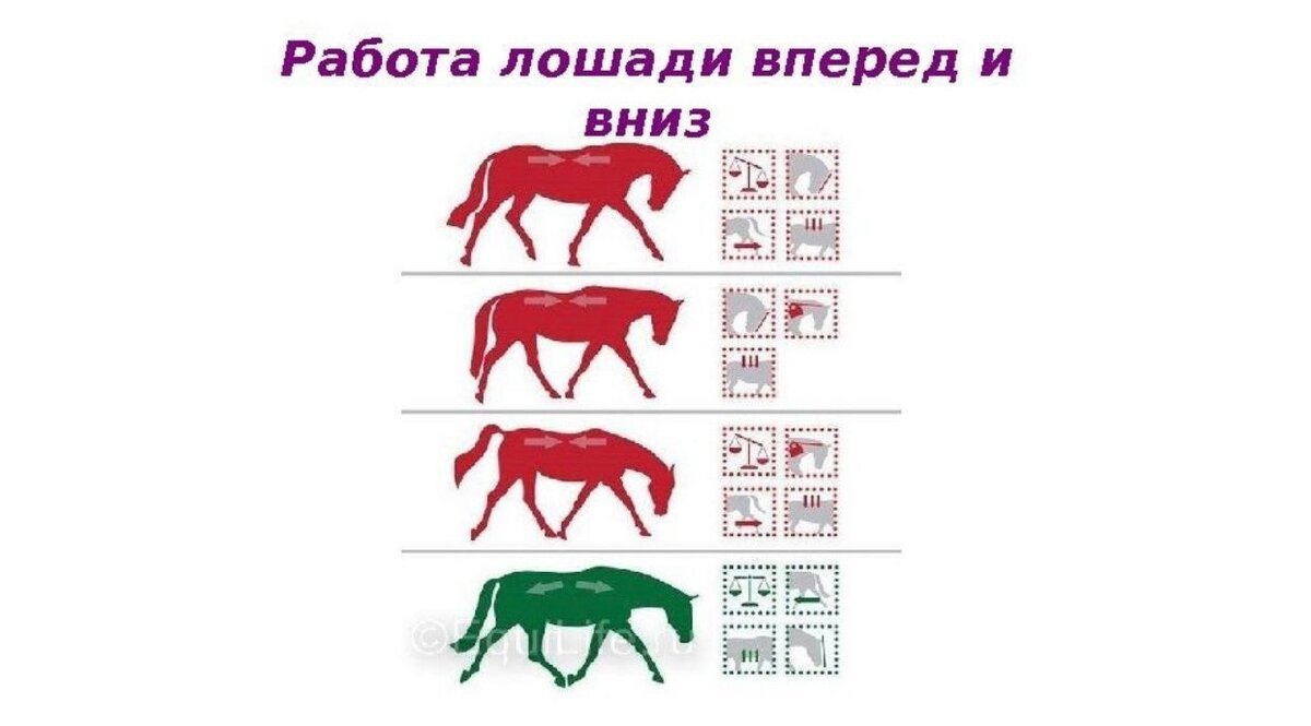 шлея пессоа. человек и лошадь работа с картоном 2 класс. тренинг лошадей на корде. лошадь в сельском хозяйстве. рабочие качества лошадей.