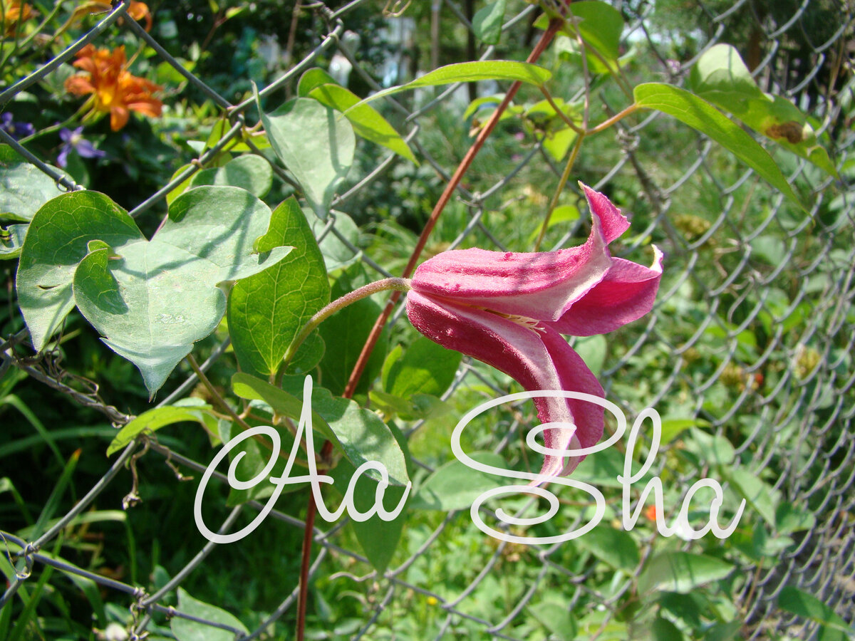 Princess Diana - самый известный сорт этой группы и, пожалуй, самый яркий