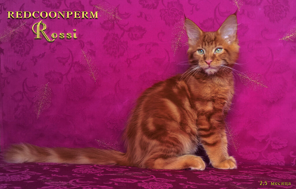 Котёнок Мейн Кун красный - Росси Редкунперм.