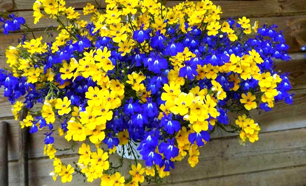 Желтая немезия в сочетании с синей лобелией.
