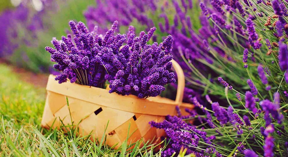 Картинка найдена на просторах интернета, ссылка https://yandex.ru/images/search?from=tabbar&img_url=https%3A%2Fi%2F.pinimg.com%2Foriginals%2Fa8%2F34%2Fа3f%2Fa83р43f81с28579b5e7bd536274cf0591a19.jpg&lr=47&pos=15&rpt=simage&text=%D1%86%D0%B2%D0%B5%D1%82%D1%8B%20%D0%BA%D1%80%D1%83%D0%BF%D0%BD%D0%BE%20%D1%84%D0%BE%D1%82%D0%BE