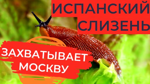 Испанский слизень: Западные слизняки заполонили Центральную Россию и бесконтрольно размножаются 🎥