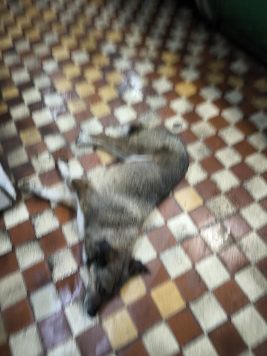 Верный лежит с отравлением в магазине 