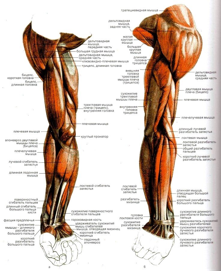 мышцы рук сзади как называются. две мышцы руки. бицепс на белом фоне. мышцы руки анатомия человека с названием. мышцы рук сзади как называются.