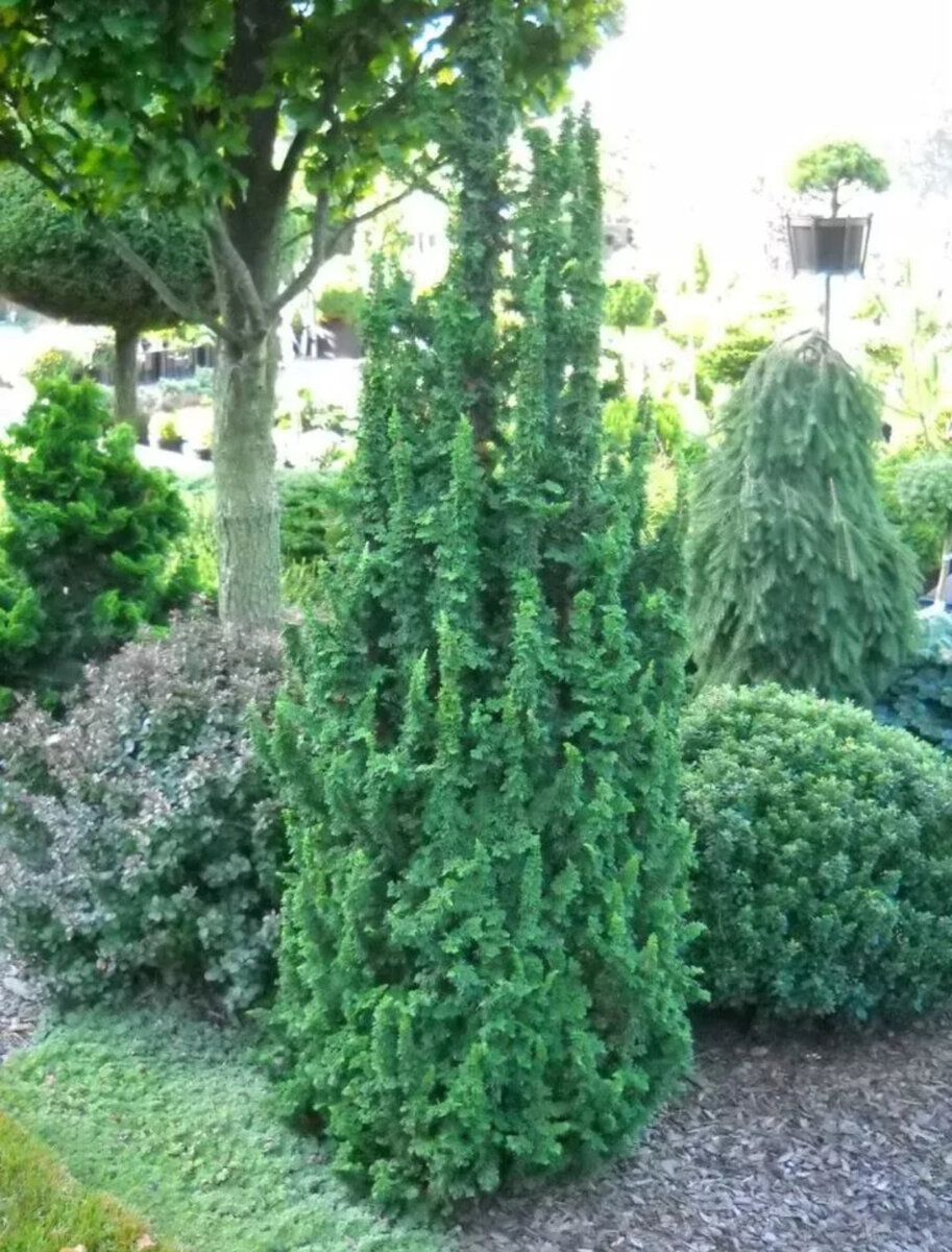 Туя западная Малониана Холуб, Фото из интернета
