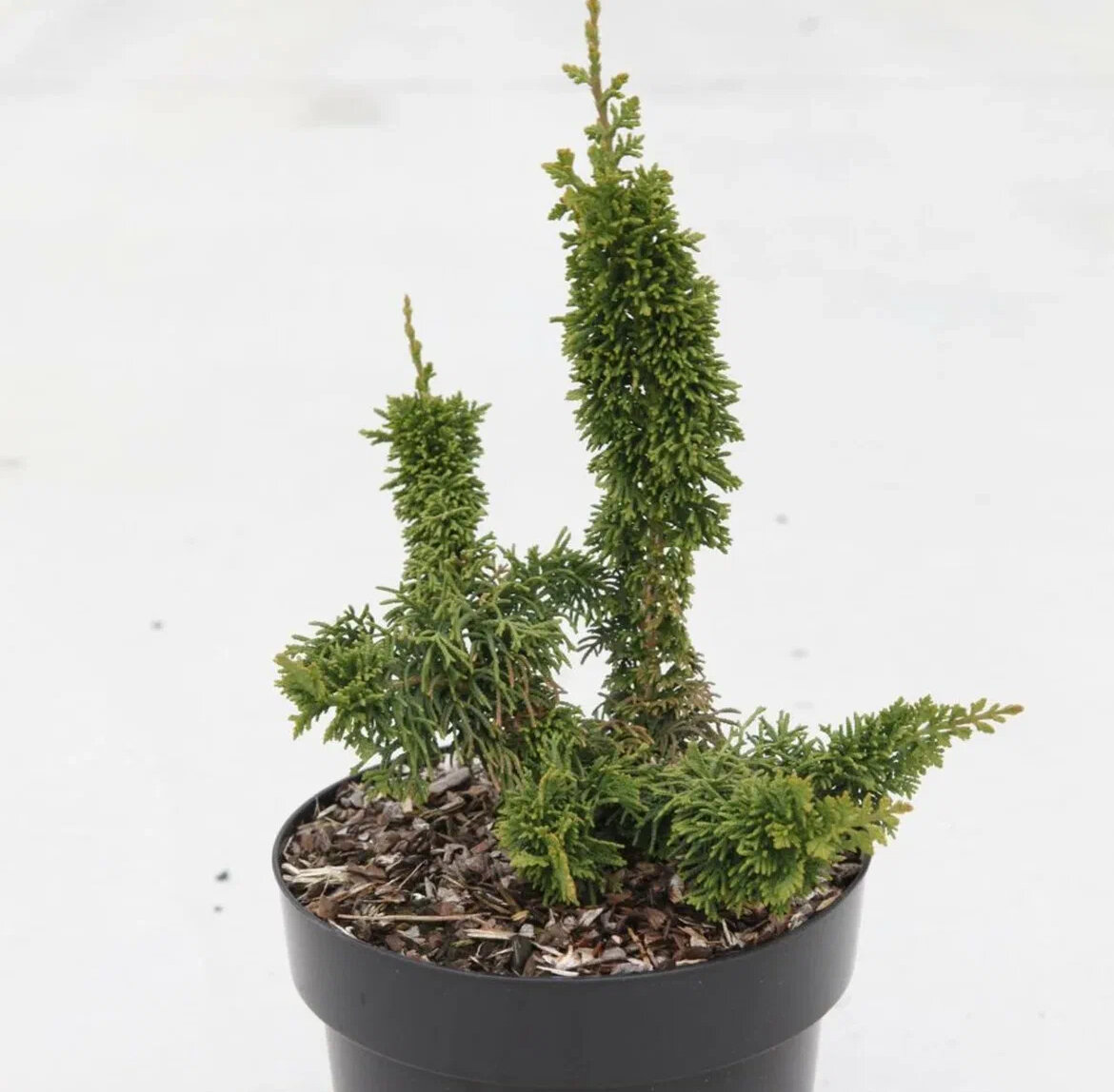 4-12-ip20-6 5034. Gls-5050-60-14. холаб. римские сказки. 4-12-ip20-rgb+6, 503802.