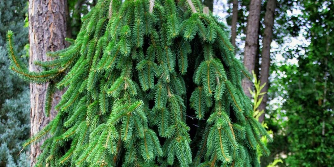 Присматриваю два супер хвойных, может и вам надо?