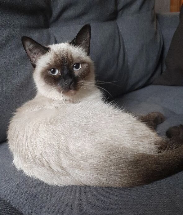 На фото - кошечка Пушонок, которая уехала из приюта домой 19 августа 2023 года: «Свершилось! Нам приехал диван. Больше никаких фото на коробке из под кресла 😁». 