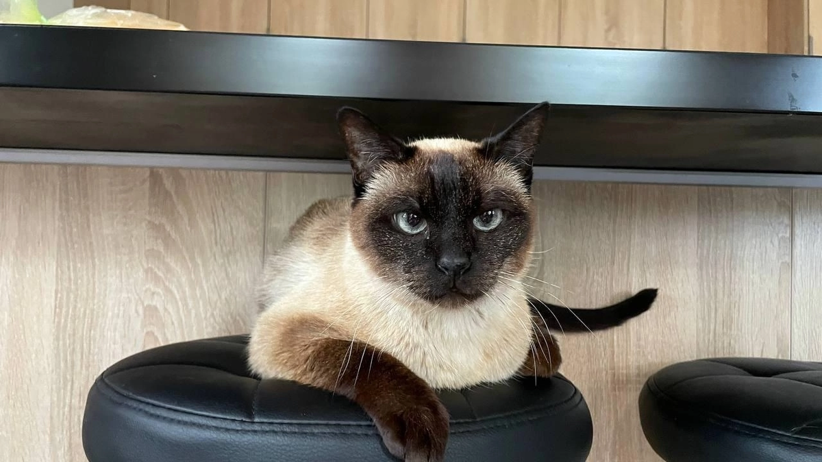 На фото - наш выпускник котик Бальтазар (теперь Кофейник), который уехал из приюта домой 8 февраля 2021 года. ❤️