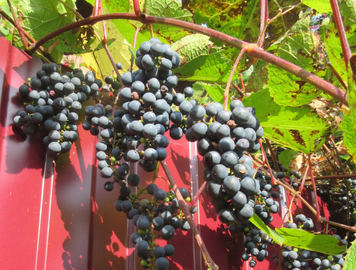 Первый урожай давал основания полагать, что форма будет обильно плодоносить