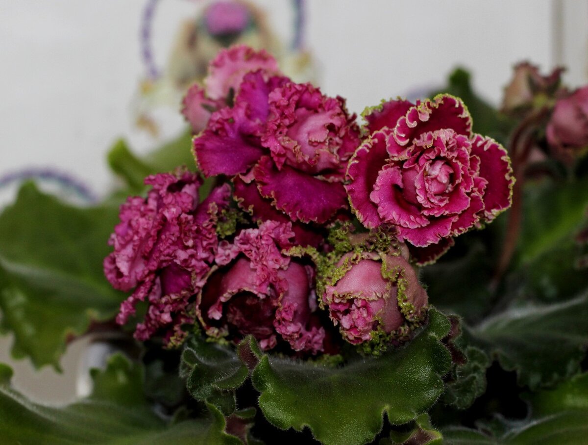 Foto: vsegda-pomnim.com