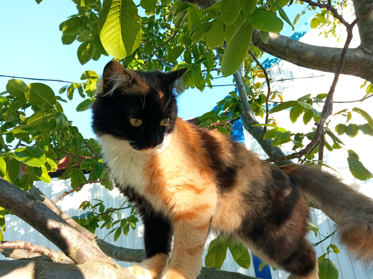 Мурка (28.05.22)