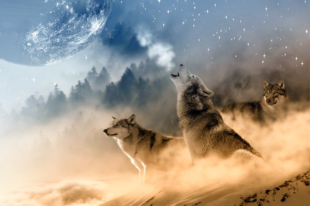 Волк, как правило, ассоциируется у человека с силой, опасностью и агрессией.