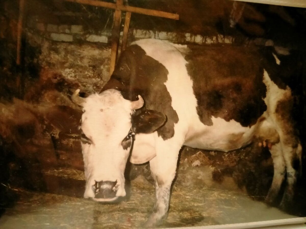 Наша последняя коровка Зорька. Фотография автора