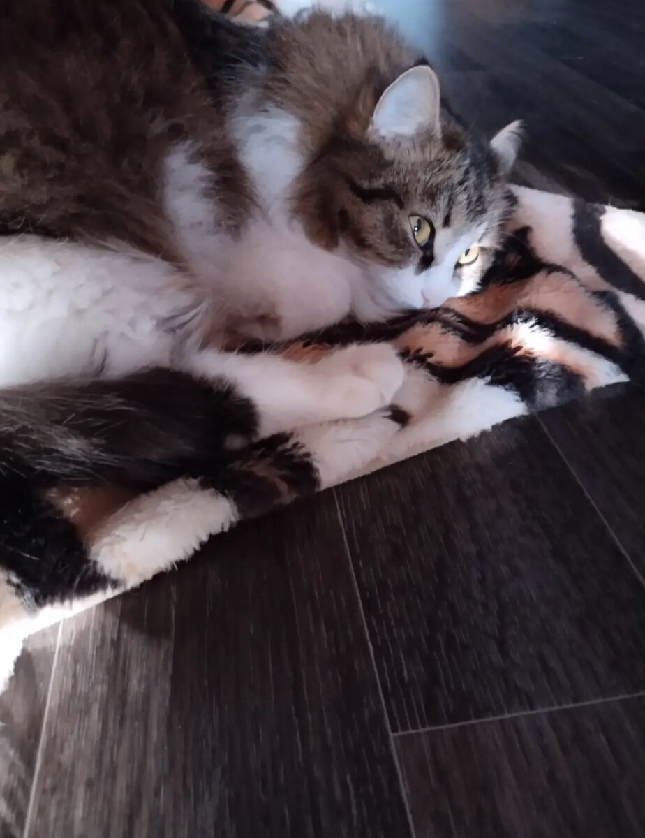 кошка автора Настенька