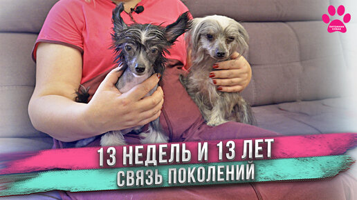Санта Украл Нашего Пса Веселое Собачье Рождество 2024 Скачать.