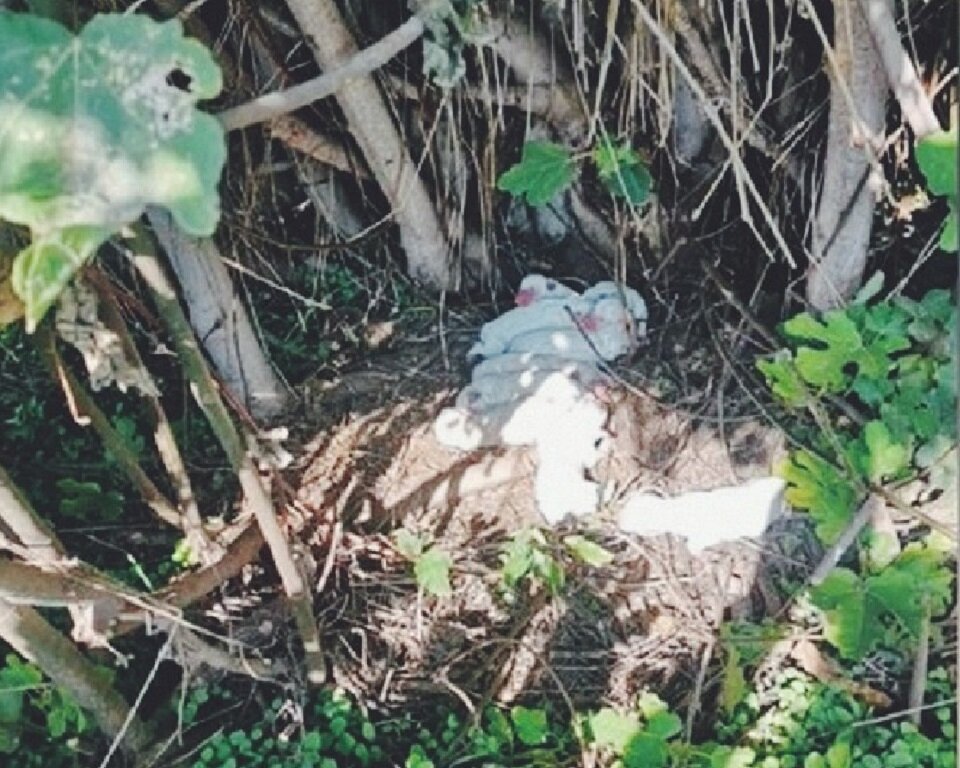 Не самое подходящее место для малюсеньких щенят