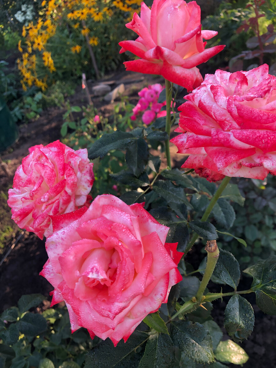 розы, фото автора