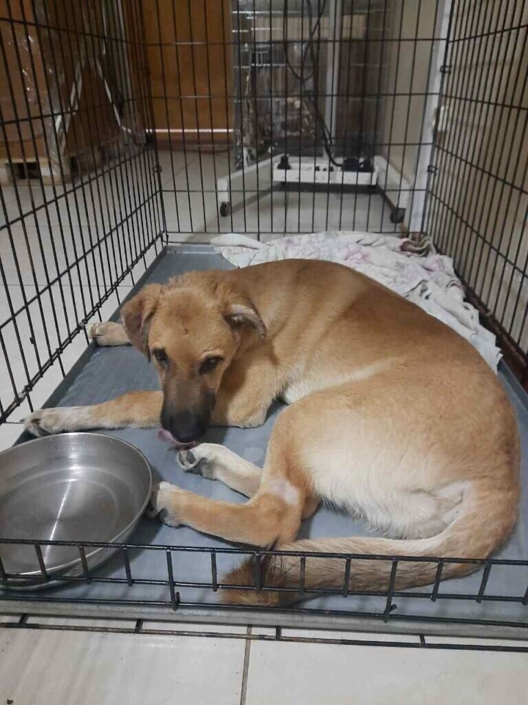    Фото: Амур.инфо