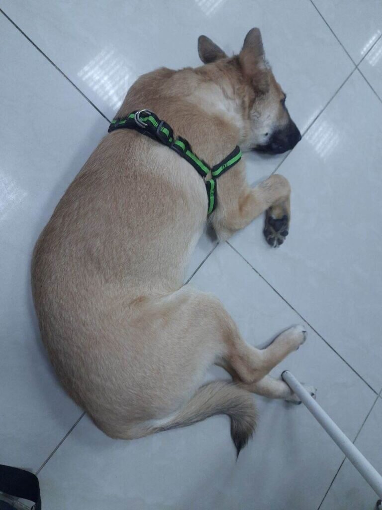    Фото: Амур.инфо