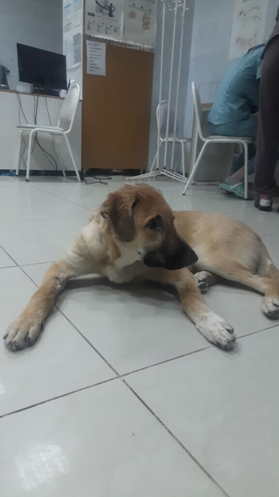    Фото: Амур.инфо