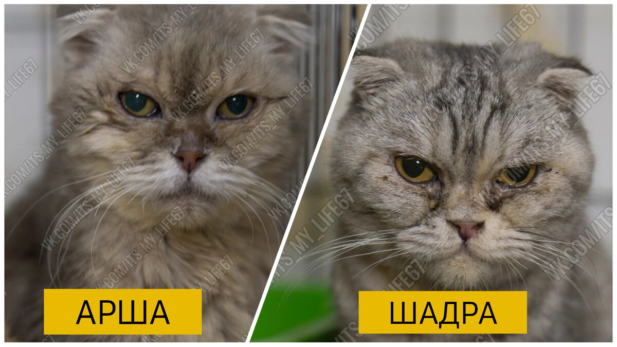 ㅤВо второй половине ноября 2023 года в СМИ Смоленска появилась информация о том, что в одной из квартир находится множество кошек в ужасном состоянии.