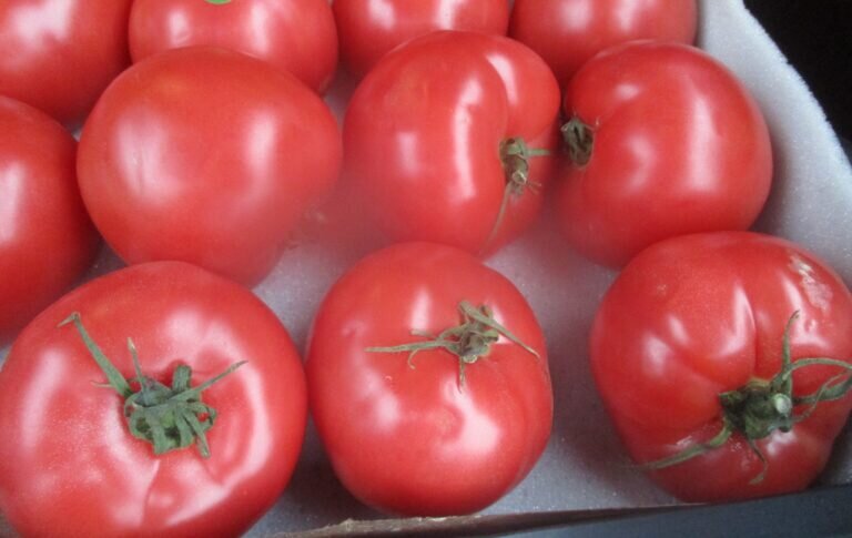    В Оренбургской области в 18 тоннах помидоров из Туркменистана обнаружили томатную моль Кристина Просвиркина