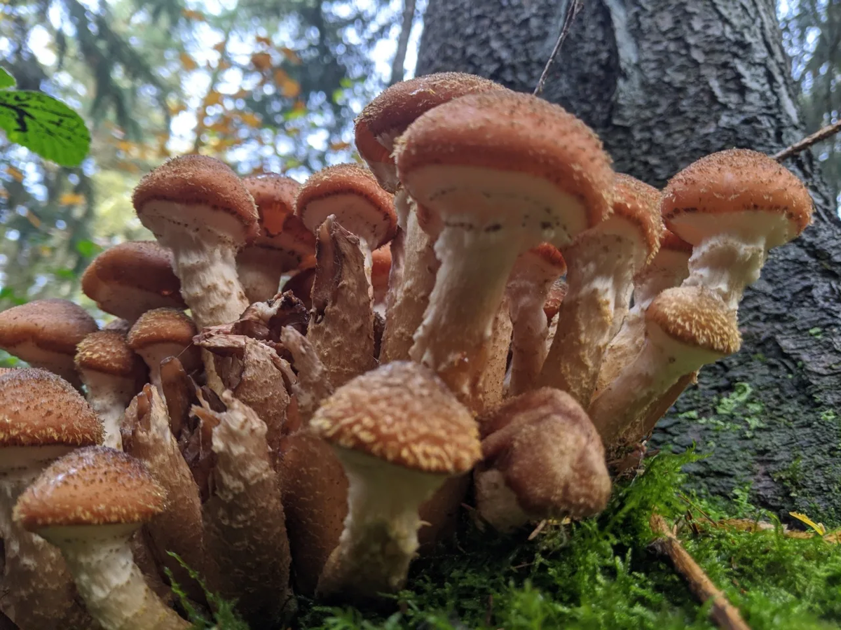 толстоногий (armillaria gallica). информация о самом большом грибе. опёнок толстоногий. гриб опенок медовый armillaria ostoyae. самый большой гриб в мире штат орегон.