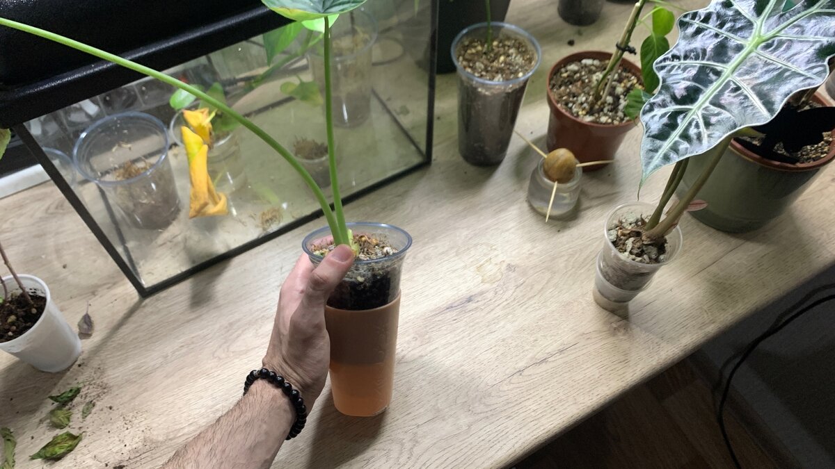 Подписывайтесь и ставьте "палец вверх"! Комментарии приветствуются!