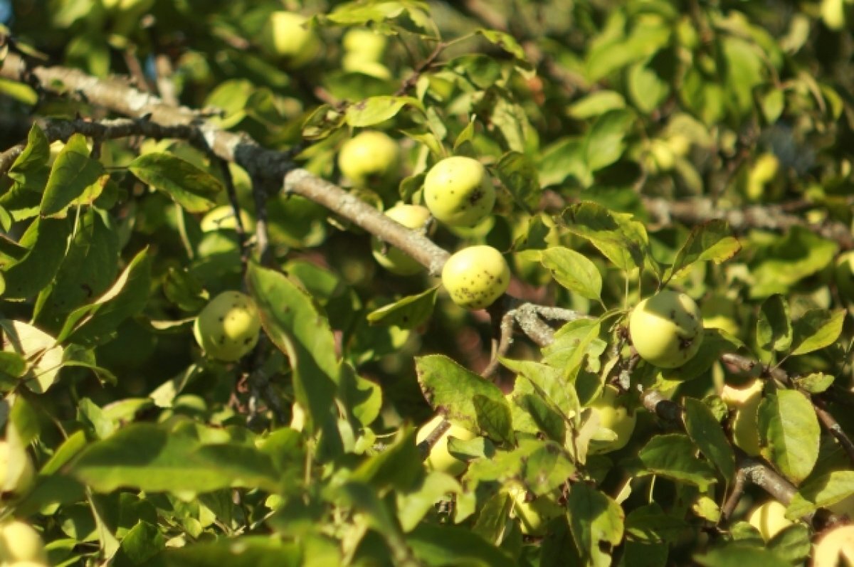    Четверо воронежцев попытались украсть 382 килограмма яблок