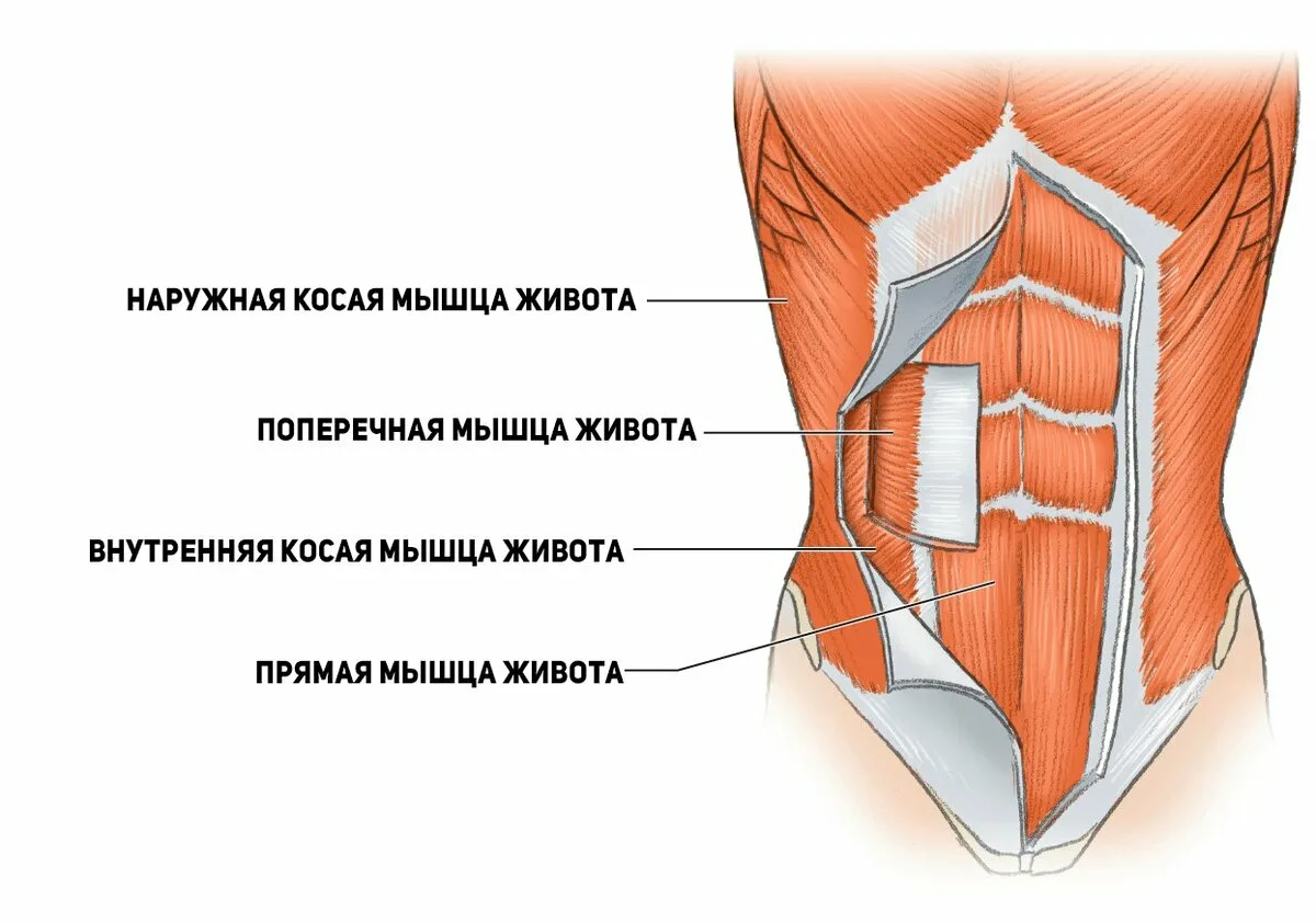 Мышцы живота презентация