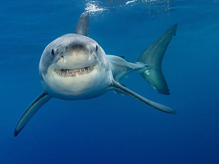 Семья акул. Остров акул. Акула выпрыгивает. Shark Island группа.
