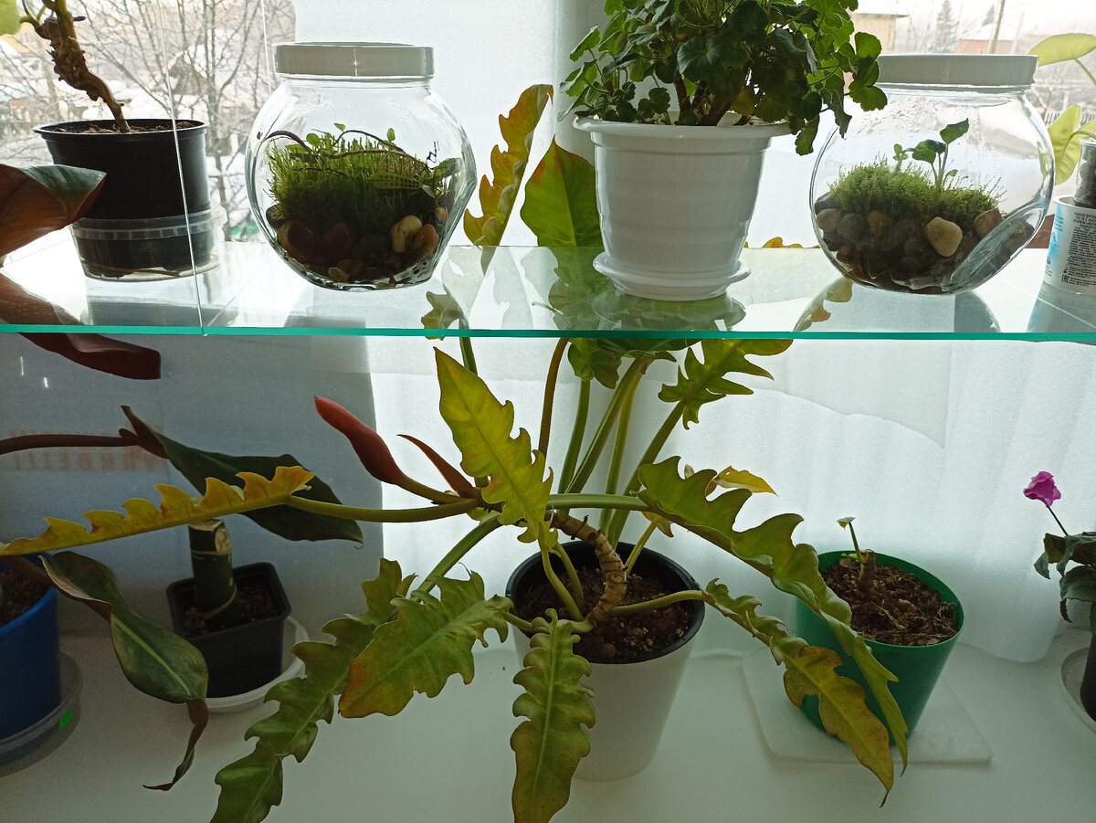 Обморожение комнатных растений - GreenCorridor