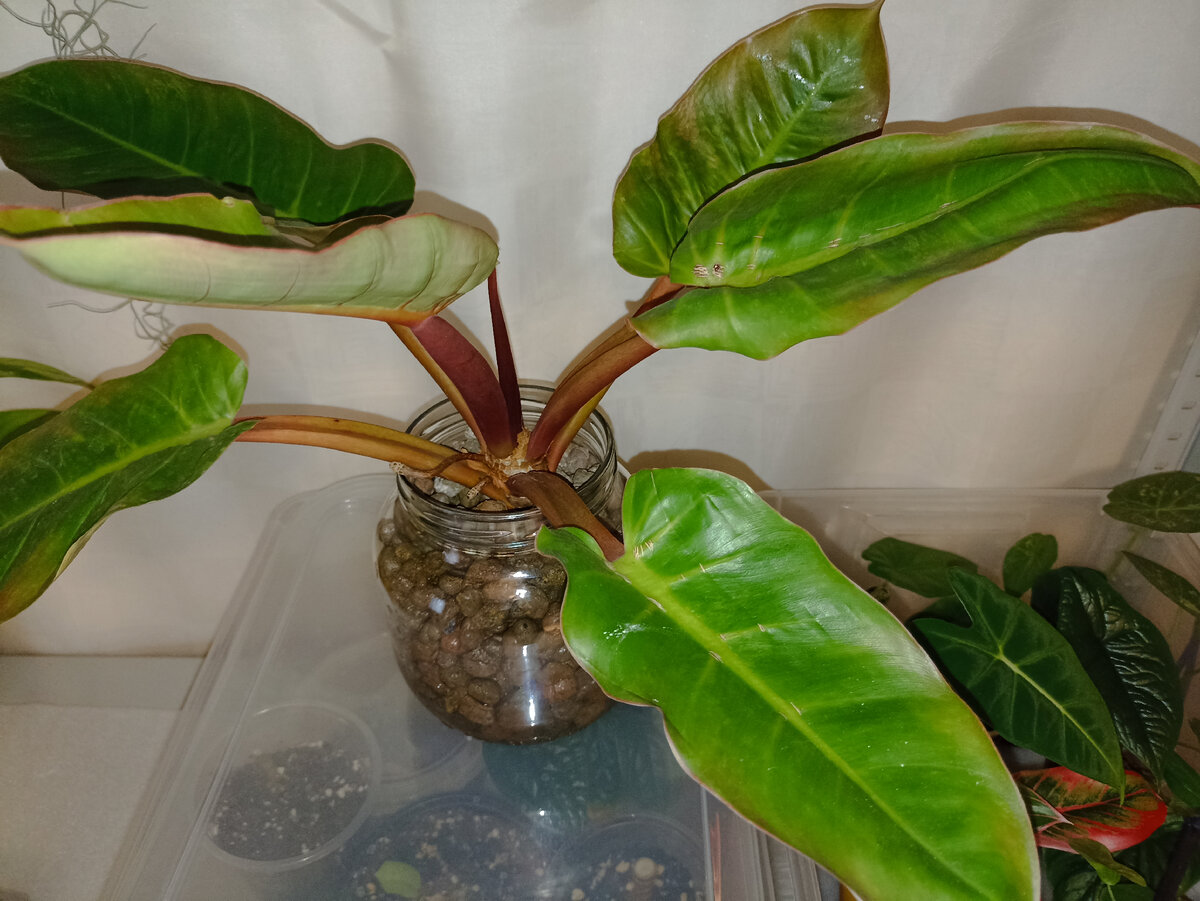 Растения в керамзите убрала с окна на стеллаж