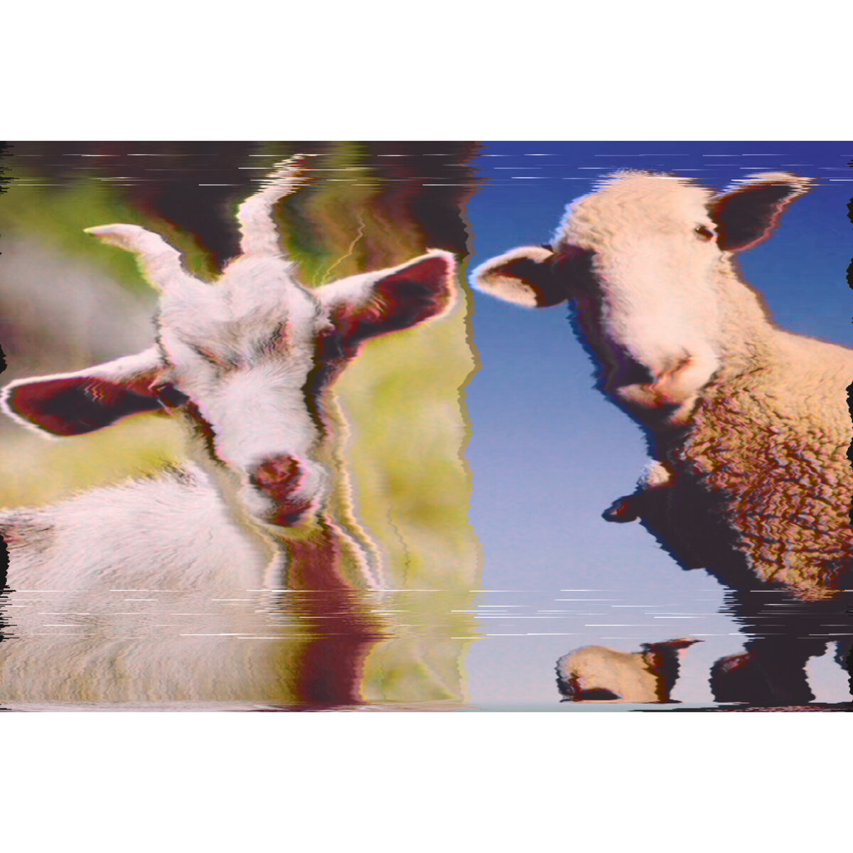 МРС Мелкий рогатый скот фото картинка информация статья