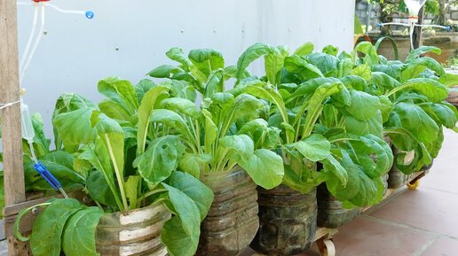 Выращивание и сбор чистых овощей дома — просто для начинающих.