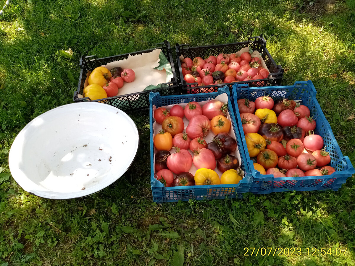 Собрал тазик помидоров, разложил по ящикам для отправки в город