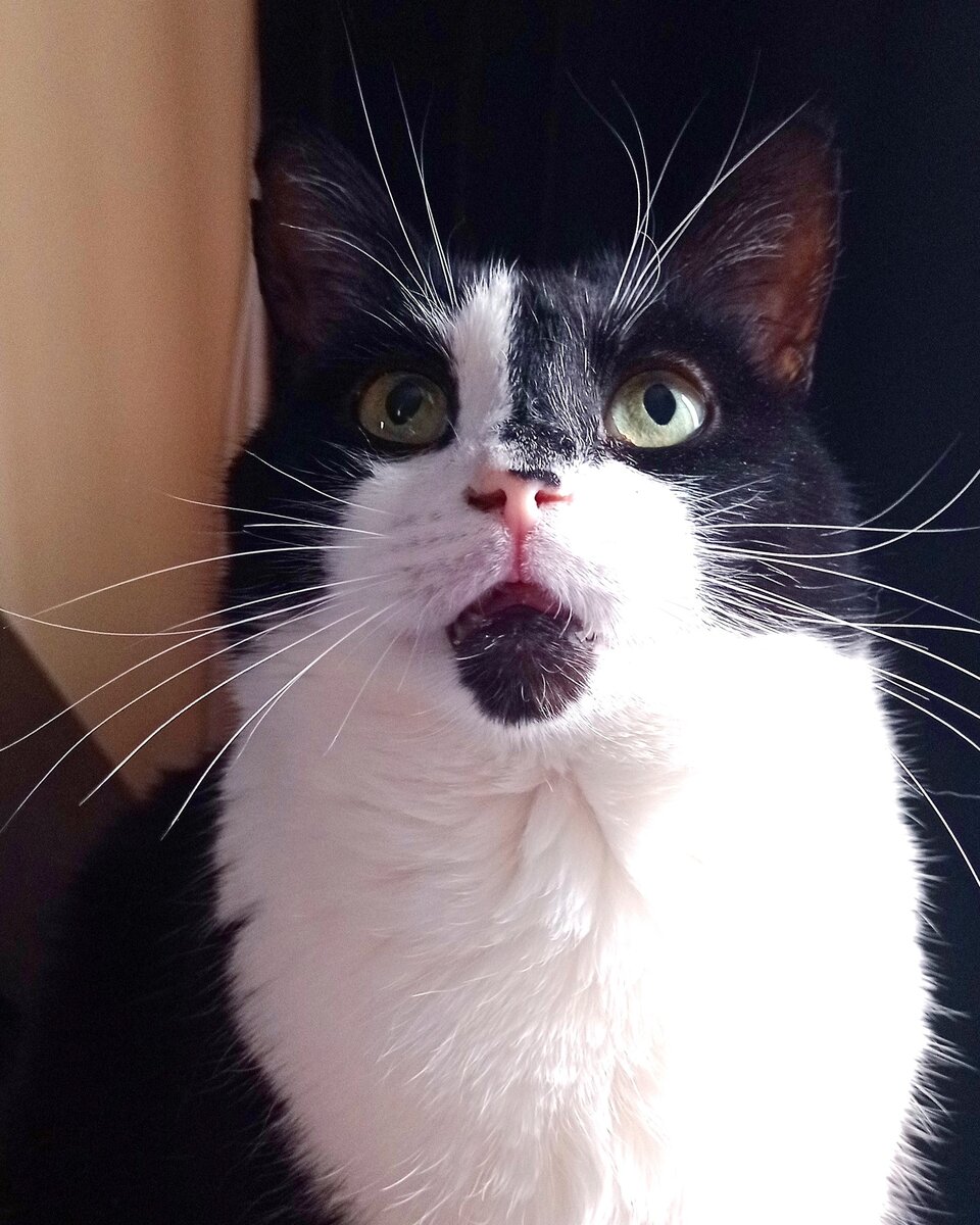 Геральт, работает котиком даже когда спит