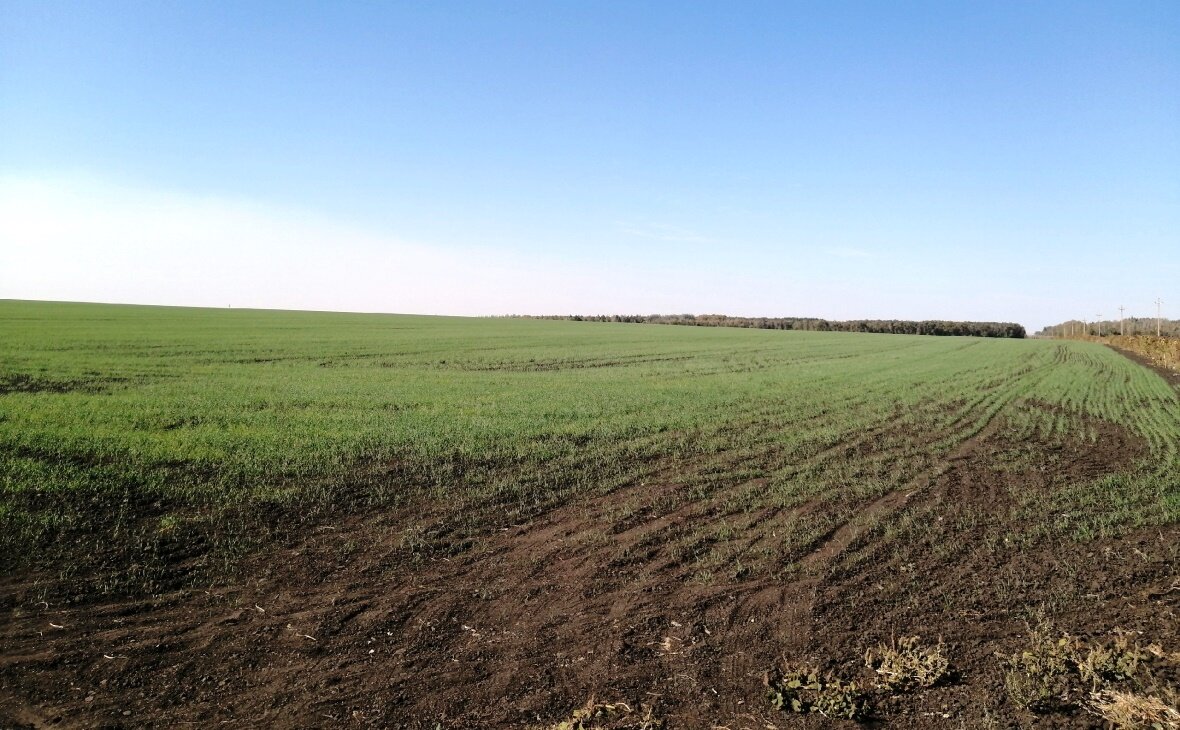 Фото: РБК Черноземье