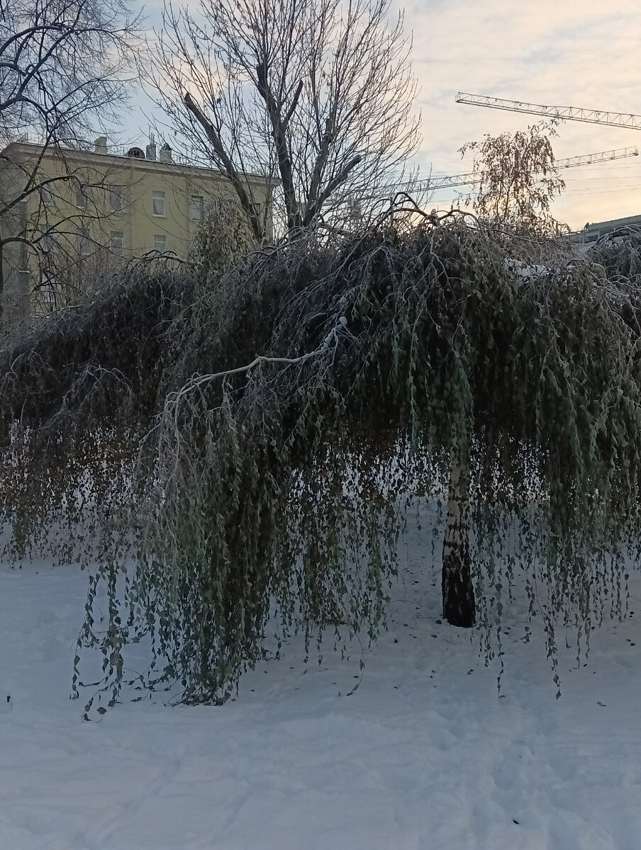 Деревья зимой в Петербурге вовсе не голые! | Карта И. по Питеру | Дзен