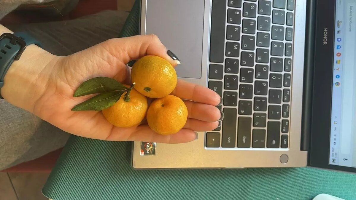     Один из символов Нового года активно продают в Ростове на рынках и в магазинах. Однако стоимость цитруса в городе достигает от 160 до 200 рублей за килограмм, выяснила корреспондент RostovGazeta.